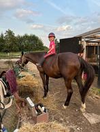 Verzorgpony gezocht, Dieren en Toebehoren, Paarden en Pony's | Verzorgingsproducten, Ophalen of Verzenden