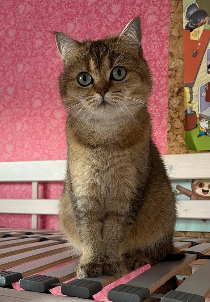 Herplaatsing Britse kortharen met stamboom, 3,5 jaar oud, Dieren en Toebehoren, Katten en Kittens | Raskatten | Korthaar, Poes