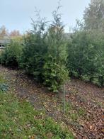 Conferen thujabrabant., Tuin en Terras, Planten | Bomen, Bloeit niet, Halfschaduw, 100 tot 250 cm, Overige soorten