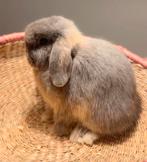 Gecastreerde minilop ram (4 maanden), Dieren en Toebehoren, Konijnen, Meerdere dieren, Dwerg