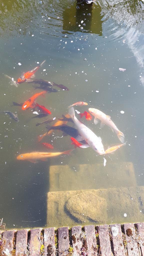 Koi karpers, karpers en steuren, Dieren en Toebehoren, Vissen | Vijvervissen, Karper of Koi