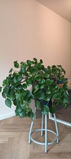 Pannenkoekenplant in pot  heel groot, Huis en Inrichting, Kamerplanten, Ophalen, In pot, Halfschaduw, Minder dan 100 cm