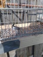 Boliviaanse dwergkardinaal, Dieren en Toebehoren, Vogels | Overige Vogels, Mannelijk, Roofvogel, Geringd