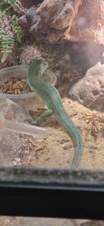 Trio of koppel Lacerta agilis exigua NK2025, Dieren en Toebehoren, Hagedis, 0 tot 2 jaar