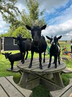 Geitjes, Dieren en Toebehoren, Schapen, Geiten en Varkens, Vrouwelijk, Geit