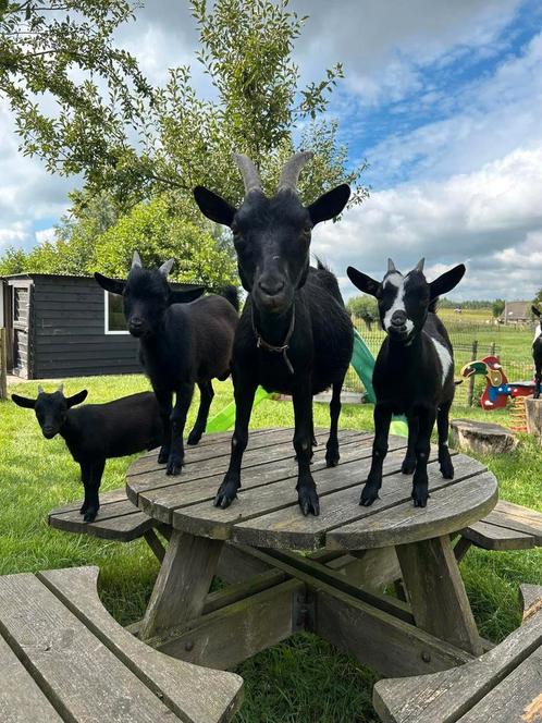 Geitjes, Dieren en Toebehoren, Schapen, Geiten en Varkens, Geit, Vrouwelijk