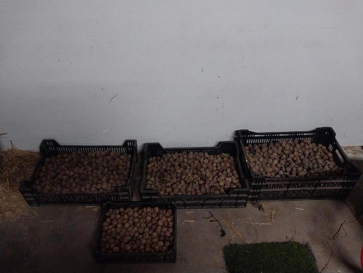 Verse Walnoten Oogst, Diversen, Levensmiddelen, Ophalen