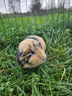 Spiering zoekt een huisje! (Cavia, Gecastreerde beer), Januari, Mannelijk, Cavia