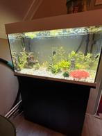 Juwel aquarium 125L incl. filter en kastje, Dieren en Toebehoren, Vissen | Aquaria en Toebehoren, Ophalen, Gebruikt, Overige typen