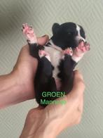 husky x stabij pups, Dieren en Toebehoren, CDV (hondenziekte), 8 tot 15 weken, Poolhond, Meerdere