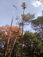 bomen kappen en snoeien, Tuinonderhoud of Snoeiwerk