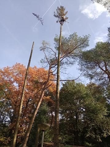 bomen kappen en snoeien