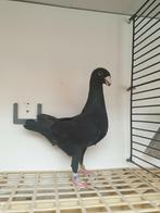 Duitse schoonheidspostduiven, Dieren en Toebehoren, Vogels | Duiven, Meerdere dieren