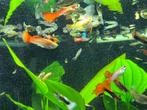Guppen, Dieren en Toebehoren, Vissen | Aquariumvissen, Vis, Zoetwatervis, Schoolvis