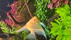 Gezocht Albino Manacapuru, Dieren en Toebehoren, Vissen | Aquariumvissen, Vis