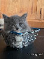 Kruising mainecoon en ragdoll --> knaptoeten! Kittens!!!, Dieren en Toebehoren, Katten en Kittens | Overige Katten, Meerdere dieren