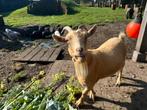 2 geitjes, mieke’s, Dieren en Toebehoren, Schapen, Geiten en Varkens, Vrouwelijk, Geit