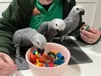 Tamme Grijze Roodstaart kuikens, ziektevrij en DNA getest, Dieren en Toebehoren, Meerdere dieren, Papegaai, Geringd