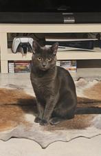 Dekkater-(niet te koop), Dieren en Toebehoren, Katten en Kittens | Dekkaters