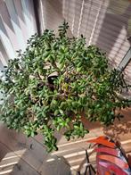 Grote vetplant, Huis en Inrichting, Kamerplanten, Ophalen of Verzenden, Vetplant