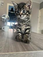Cyperse Kittens, Meerdere dieren, Kortharig, 0 tot 2 jaar