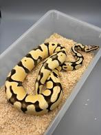 Pastel Enchi Desert Ghost - Python Regius - Man, Dieren en Toebehoren, Slang, Tam
