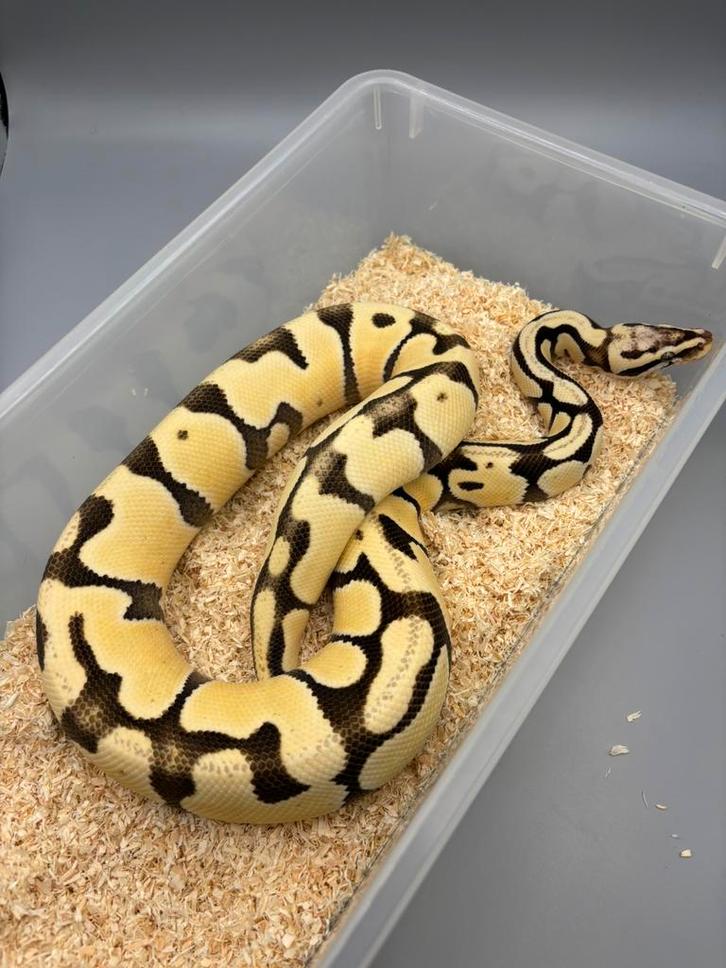 Pastel Enchi Desert Ghost - Python Regius - Man Ball Python - male for sale from rik