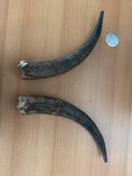 Decoratieve Hoorns - 50cm, Ophalen of Verzenden