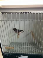 mooie mannen harlekijnkanaries van 2025, Dieren en Toebehoren, Meerdere dieren, Postuurkanarie