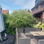 Pyrus salicifolia Pendula, Tuin en Terras, Planten | Bomen, Ophalen, Volle zon, Overige soorten