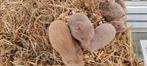 Syrische Hamsters/ Goudhamsters, Dieren en Toebehoren, Knaagdieren, Meerdere dieren, Hamster, Tam