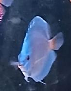 Bleu diamond discus, Dieren en Toebehoren, Vis