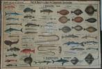 Oude schoolplaten: Zoet- en zeevissen, Antiek en Kunst, Ophalen, Natuur en Biologie