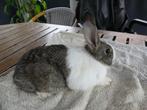 hollander konijn ram Geb 14 Mei bijzondere haas  kleur, Dieren en Toebehoren, Konijnen, Mannelijk, Middelgroot, 0 tot 2 jaar