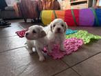 Maltipoo x Shih tzu pups, Overige rassen, 8 tot 15 weken, Meerdere, Meerdere dieren