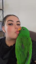 Edelpapegaai met kooi en toebehoren, Dieren en Toebehoren, Mannelijk, Papegaai, Tam