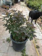 Tekoop: pruikenboom Potgekweekt, Tuin en Terras, Planten | Tuinplanten, Ophalen, Overige soorten, Volle zon