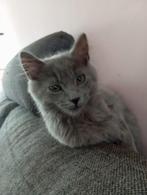 Blue point maine coon kitten, Kater, Ontwormd, 0 tot 2 jaar