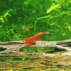 Sakura red neocaridina garnalen, Dieren en Toebehoren, Vissen | Aquariumvissen, Zoetwatervis, Kreeft, Krab of Garnaal, Schoolvis