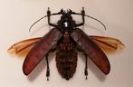 Titanus giganteus 123mm, Ophalen, Opgezet dier