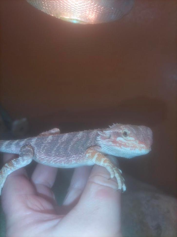 Baardagaam jong vrouw