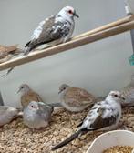 Bonte diamantduifjes koppel, Meerdere dieren