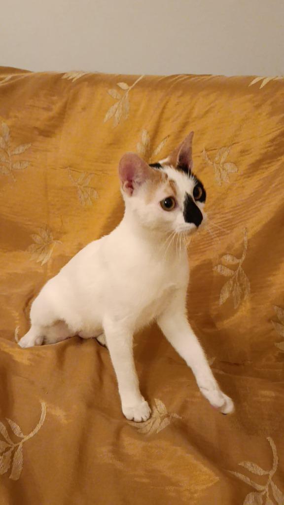 2 zeer lieve vrolijke kittens(v) gesteril/ingeent/chip/7,5md, Dieren en Toebehoren, Katten en Kittens | Overige Katten, Kortharig