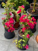 2 prachtige volop bloeiende bougainvillea’s in pot!!, Tuin en Terras, Planten | Tuinplanten, Volle zon, Vaste plant, Zomer, Ophalen