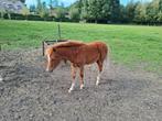Te koop 2 hengst veulens en 1 merrie veulen welsh gefokt, Dieren en Toebehoren, Pony's, A pony (tot 1.17m), 0 tot 2 jaar