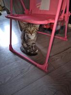 GRATIS 2 mooi kittens is een vroutje en 1 man, Dieren en Toebehoren, Katten en Kittens | Overige Katten