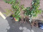 Gratis 4 lijsterbes boompjes 3 hazelnoot 2 walnoot 1onbekend, Tuin en Terras, Ophalen, Overige soorten, Struik, Minder dan 100 cm