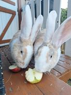 2 Duitse reus voedsters, Dieren en Toebehoren, Konijnen, Vrouwelijk, Groot