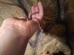 Pantherophis guttatus wildkleur het. Scaleless, Dieren en Toebehoren, Slang, 0 tot 2 jaar