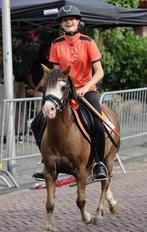 Diverse paarden en ponys, Dieren en Toebehoren, Pony's, Meerdere dieren, A pony (tot 1.17m)